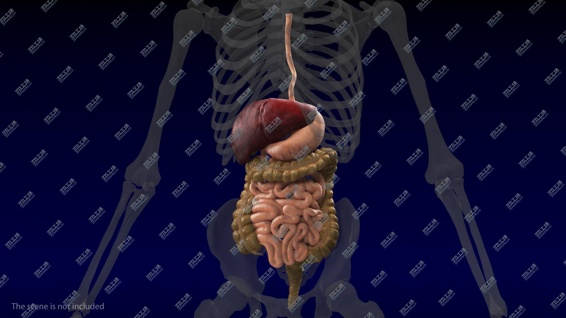 images/goods_img/2021040161/3D Human Stomach and Small Intestines/2.jpg